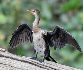 Cormoran africain