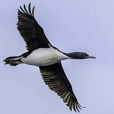 Cormoran de Foveaux