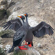 Cormoran de Gaimard