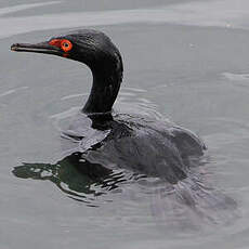 Cormoran de Magellan