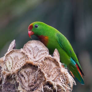 Coryllis des Philippines