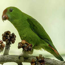 Coryllis des Philippines