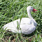 Coscoroba blanc