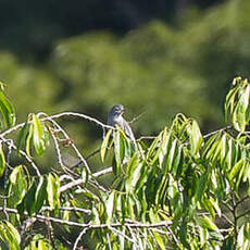 Cotinga à bec jaune