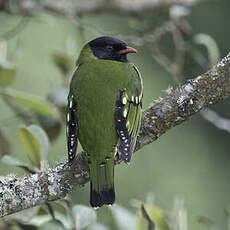 Cotinga barré