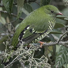 Cotinga barré