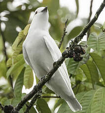 Cotinga blanc