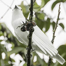 Cotinga blanc