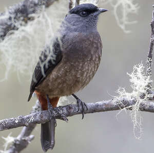 Cotinga de Sclater