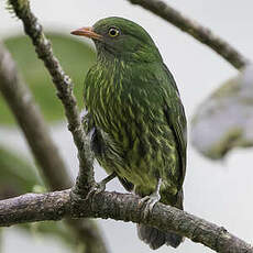 Cotinga jucunda