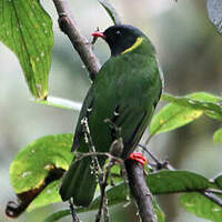 Cotinga vert et noir