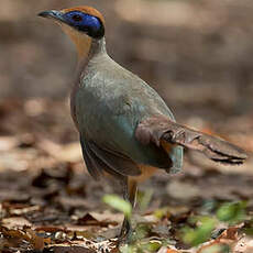 Coua à tête rousse