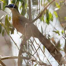 Coua de Coquerel