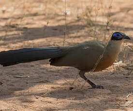 Coua géant