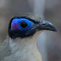 Coua géant