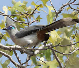 Coua huppé