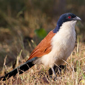 Coucal à nuque bleue