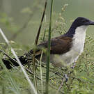 Coucal à nuque bleue
