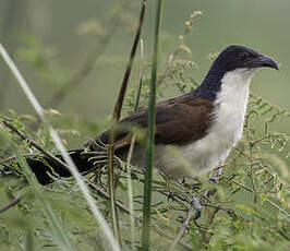 Coucal à nuque bleue