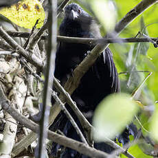 Coucal de Steer