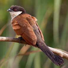 Coucal du Sénégal