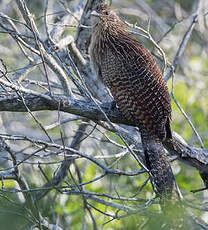 Coucal faisan