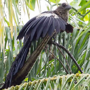 Coucal goliath