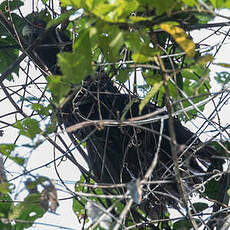 Coucal menébeki