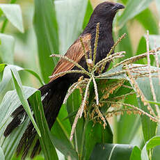 Coucal rufin