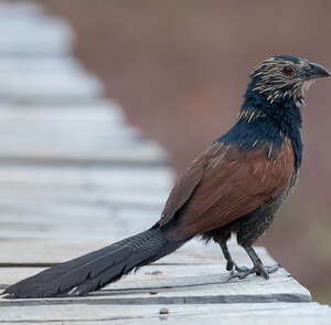 Coucal toulou