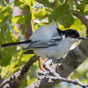 Cubla boule-de-neige