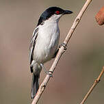 Cubla boule-de-neige