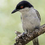 Cubla boule-de-neige
