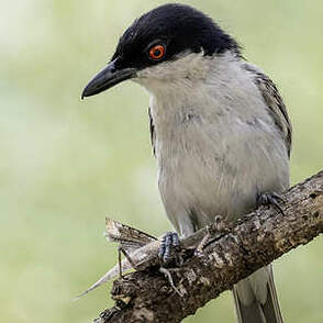 Cubla boule-de-neige