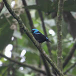 Dacnis à cuisses rouges