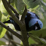 Dacnis à cuisses rouges