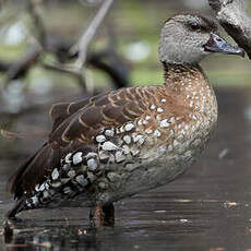 Dendrocygne tacheté