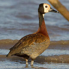 Dendrocygne veuf