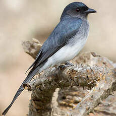 Drongo à ventre blanc