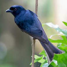 Drongo de la Grande Comore