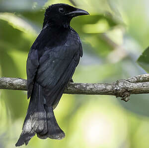 Drongo de Palawan