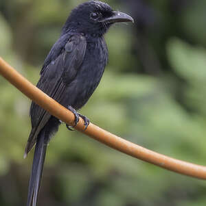 Drongo des Andaman