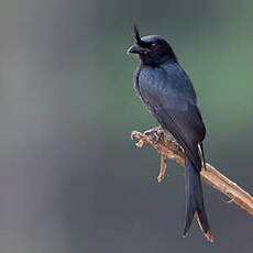 Drongo malgache