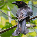 Drongo pailleté