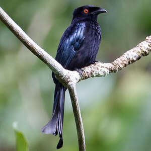 Drongo pailleté