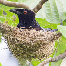 Drongo pailleté