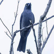 Échenilleur de Mindoro