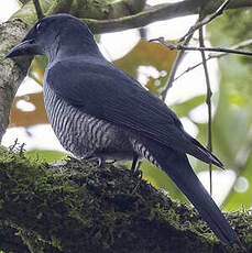 Échenilleur des Andaman