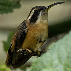 Ermite de Stuart