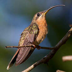 Ermite hirsute